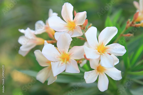 Spring flowers