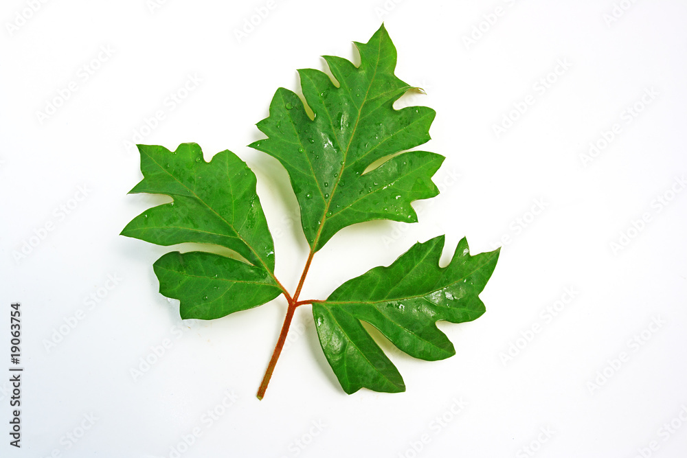 Fototapeta premium The green leafs