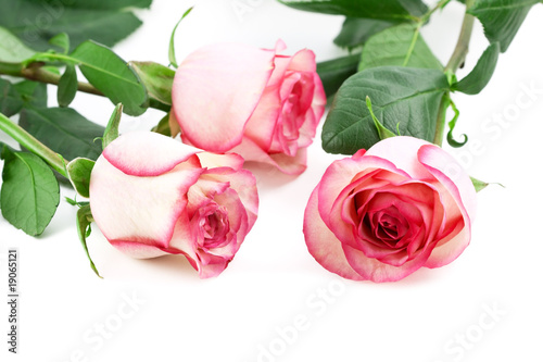 Three roses on white background