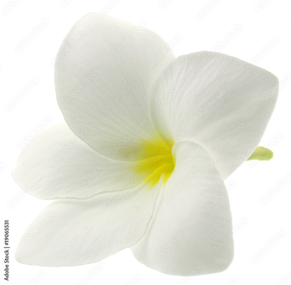 fleur blanche frangipanier fond blanc fleur blanche frangipanier fond blanc
