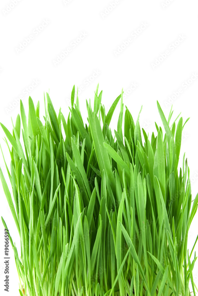 Fototapeta premium zbliżenie zielona trawa na białym tle