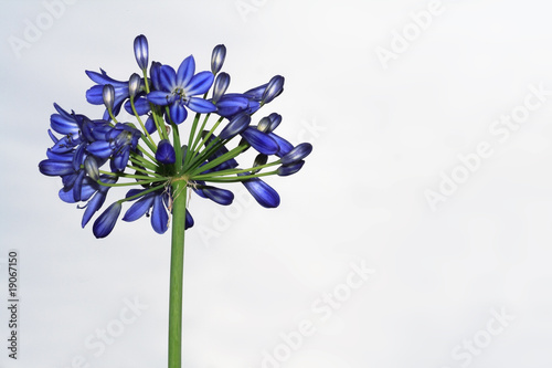 Acapandusblüte. photo