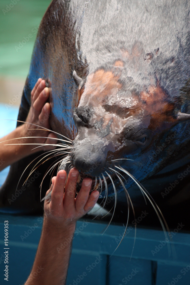 Naklejka premium South-African Fur Seal