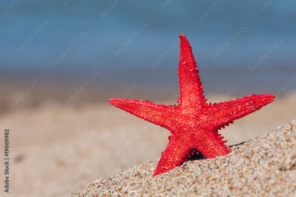 Red starfish