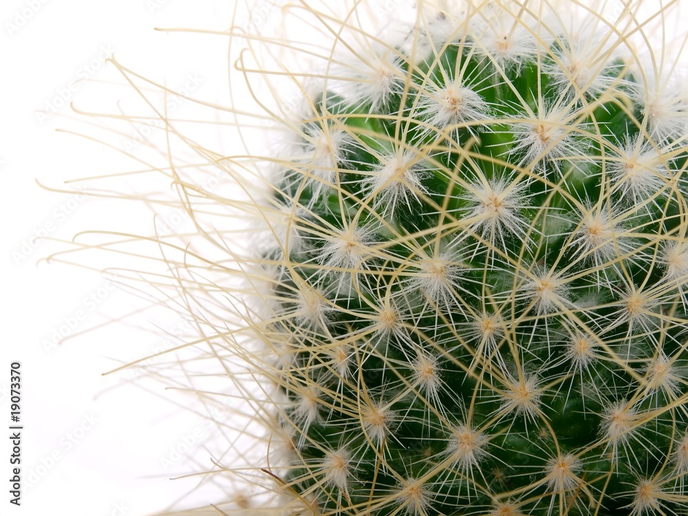 cactus background cactus background