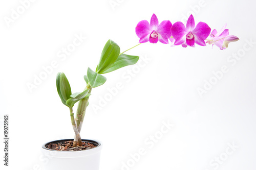 rosa Orchidee