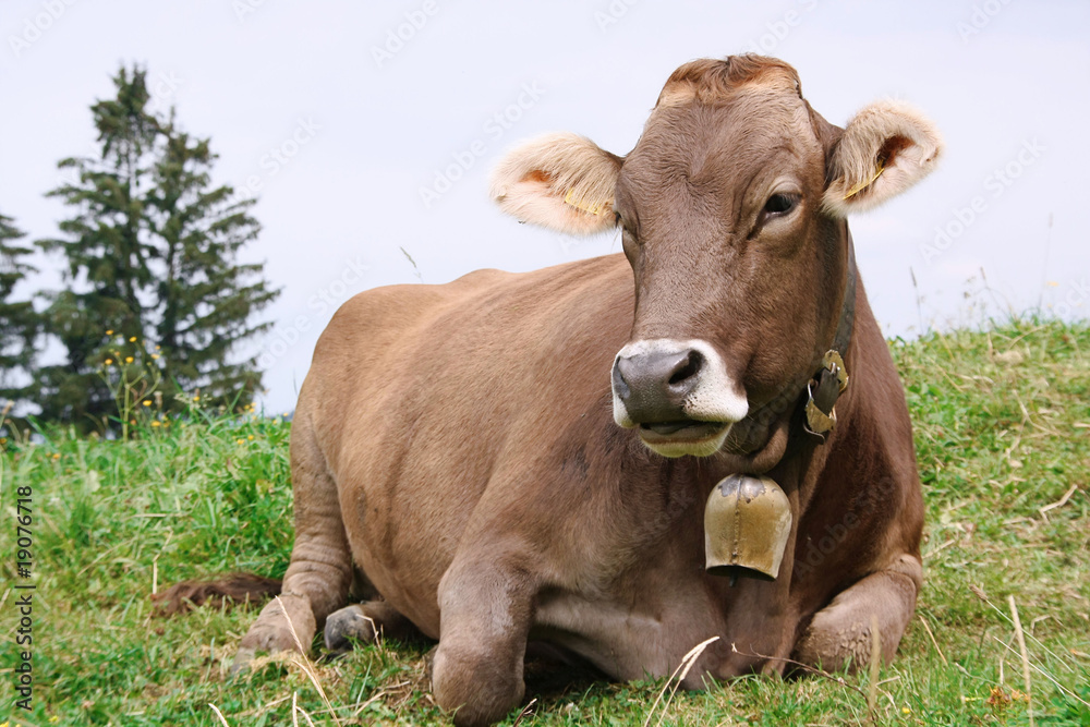 Milk cow