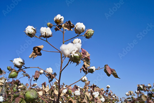 Cotton field