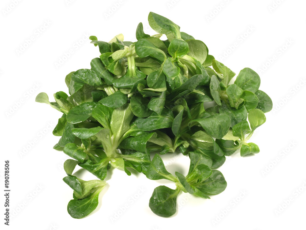 Feldsalat