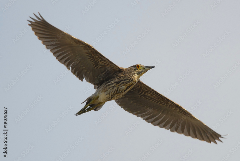 Obraz premium Nycticorax in fly