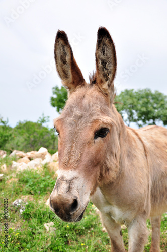 An Donkey