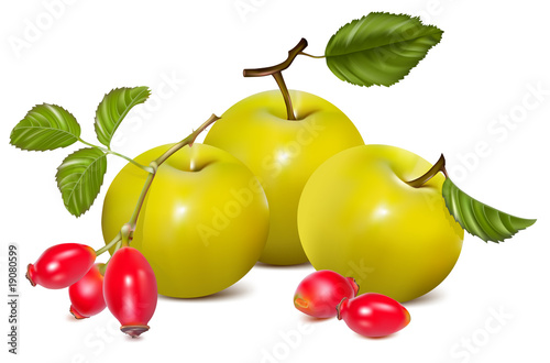 Vector illustration.  Red apple and rose hips.