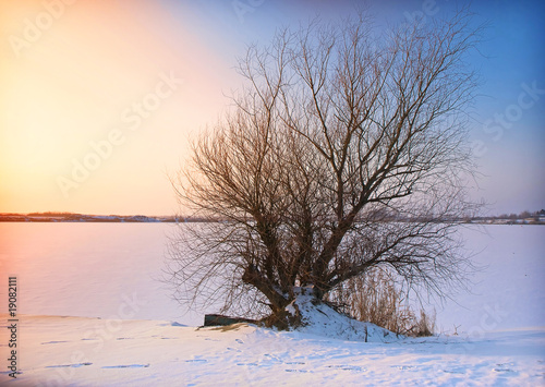Tree in Winter © Željko Radojko