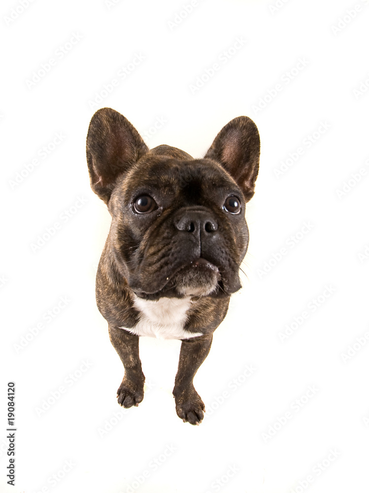 french bulldog