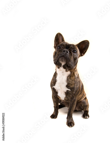 french bulldog © annette shaff