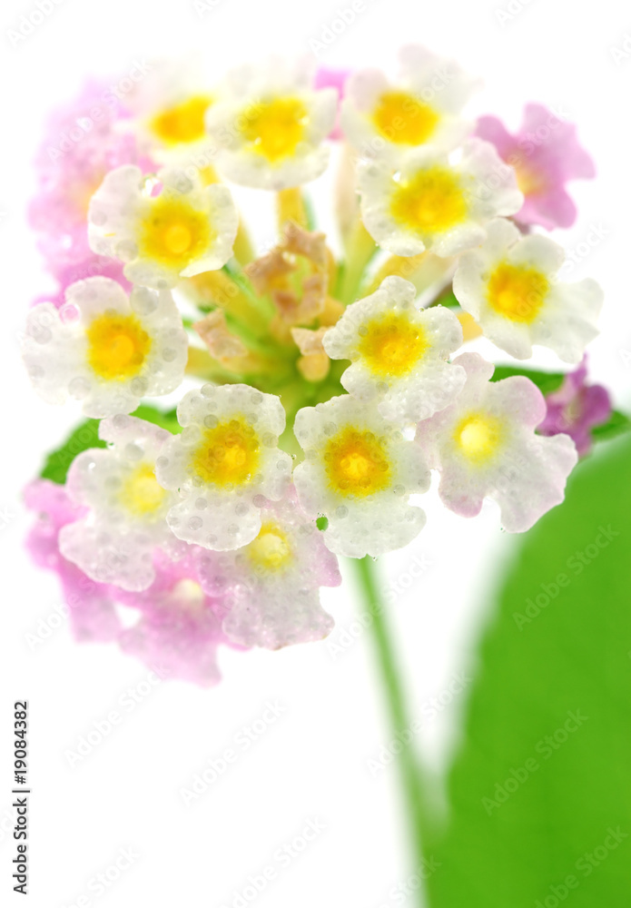 inflorescence lantana fond blanc