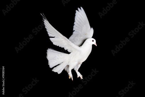white pigeon and hand