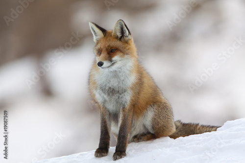 Fox