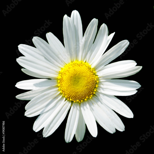 Camomile flower isolated on black background