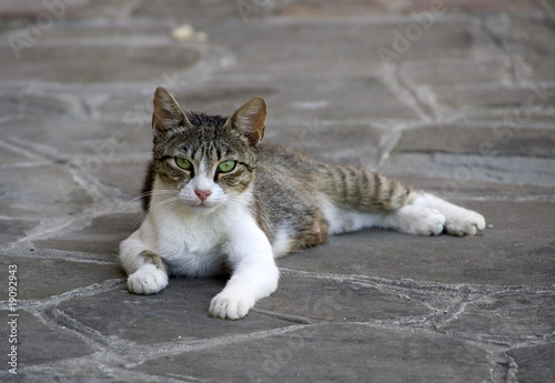 Young tabby cat lying on the floor