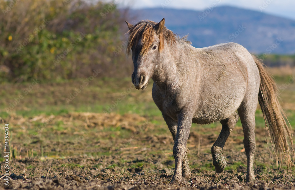 Fototapeta premium Cavallo camargue