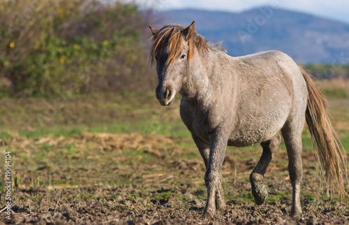 Cavallo camargue © Alvise Dorigo