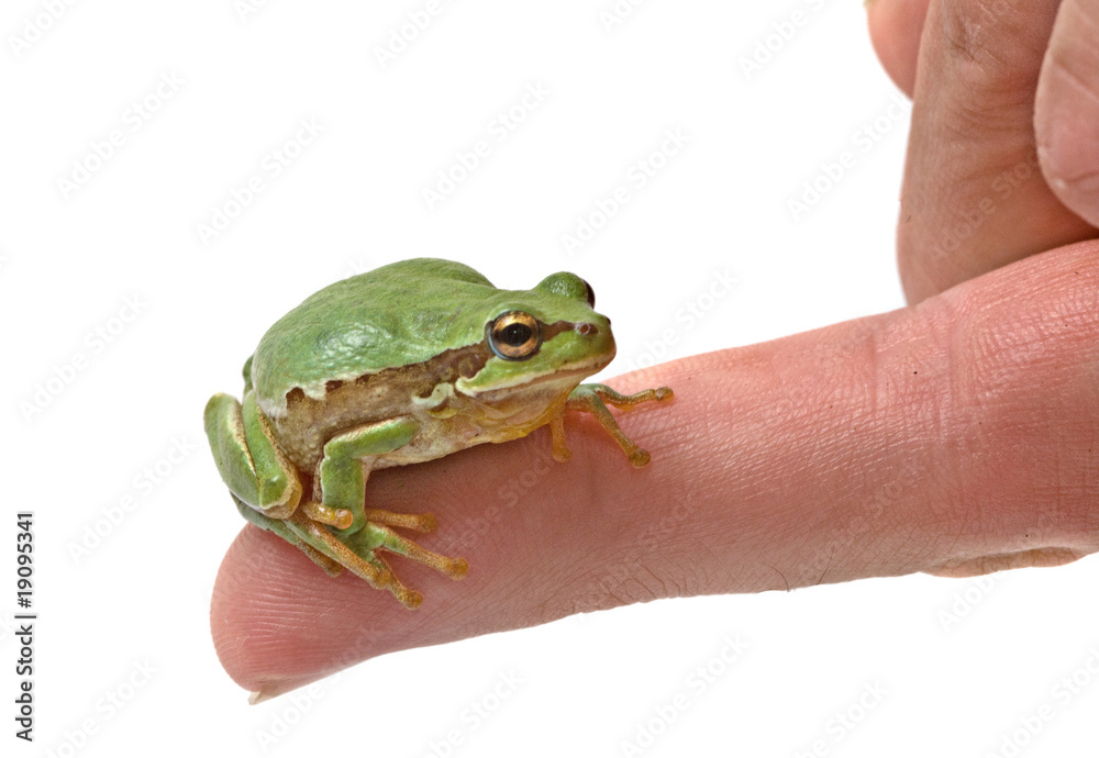 Obraz premium Treefrog on finger