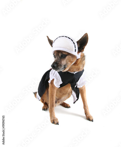 french maid dog