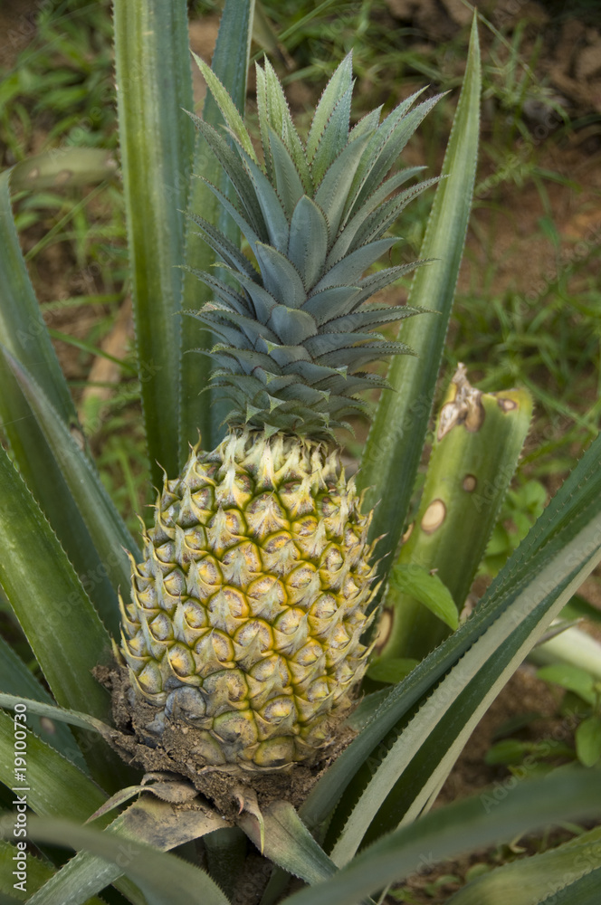 pineapple pineapple