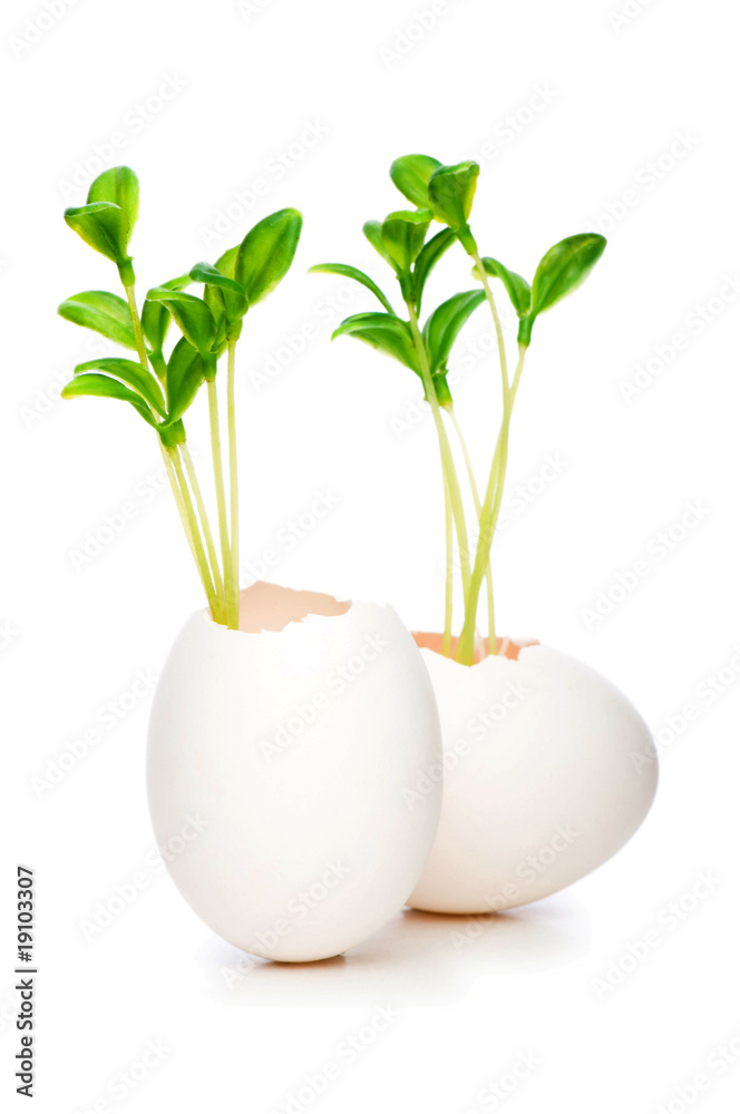 New life concept with seedling and egg on white New life concept with seedling and egg on white