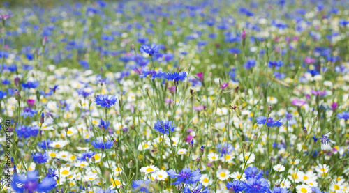 summer meadow background;