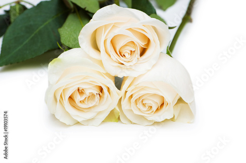 Red and white roses isolated on white