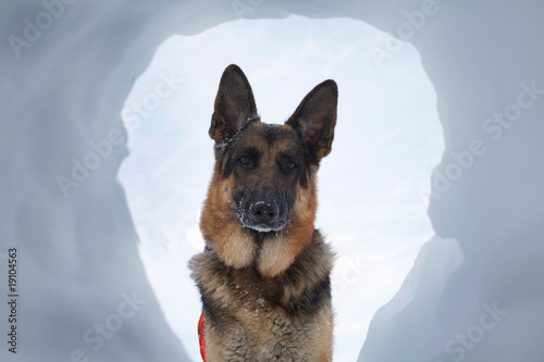 Avalanche Rescue Dog A Most Welcome Sight