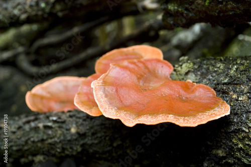 Fungus growing in the forrest.
