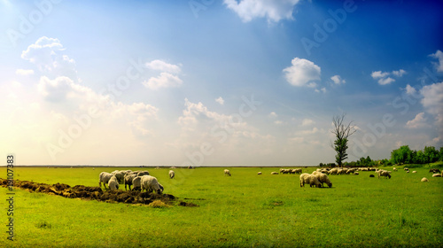 Sheeps feasting photo