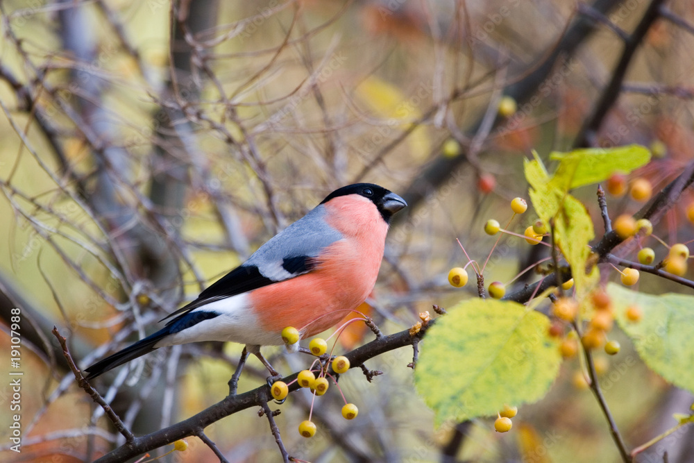 Eurasian Bullfinch (Pyrrhula pyrrhula) in the forest Eurasian Bullfinch (Pyrrhula pyrrhula) in the forest