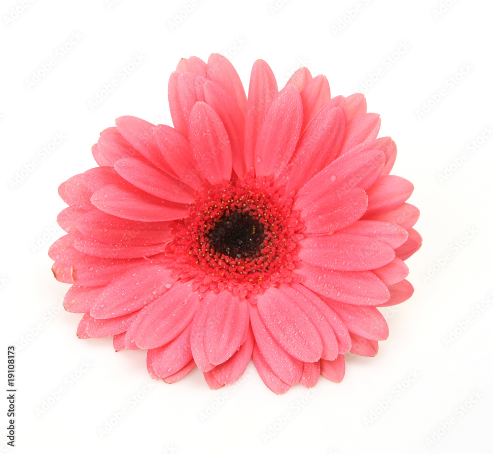 Pink flower Pink flower