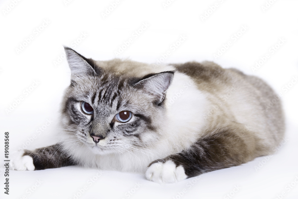 Fototapeta premium Cat, Ragdoll
