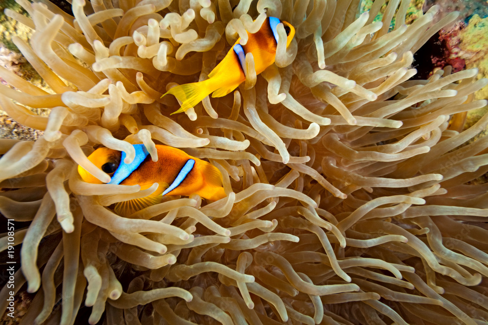 Clownfish