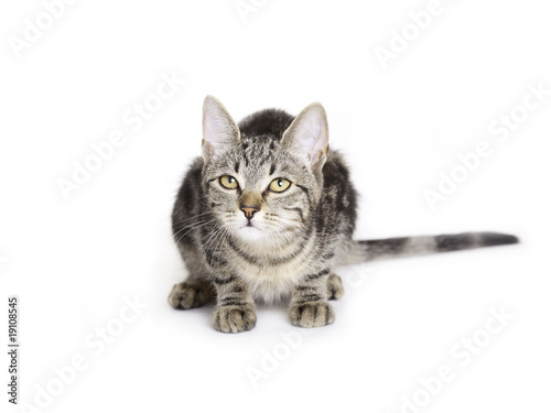 Cat, European Domestic Cat kitten
