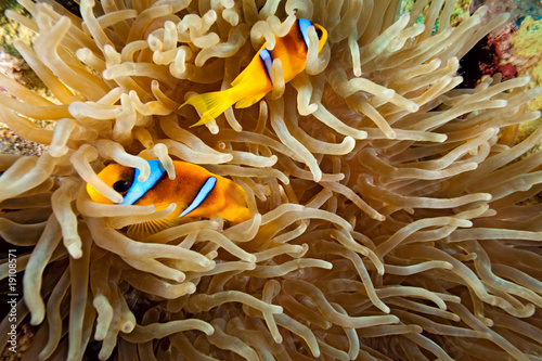 Obraz na płótnie Clownfish w salonie