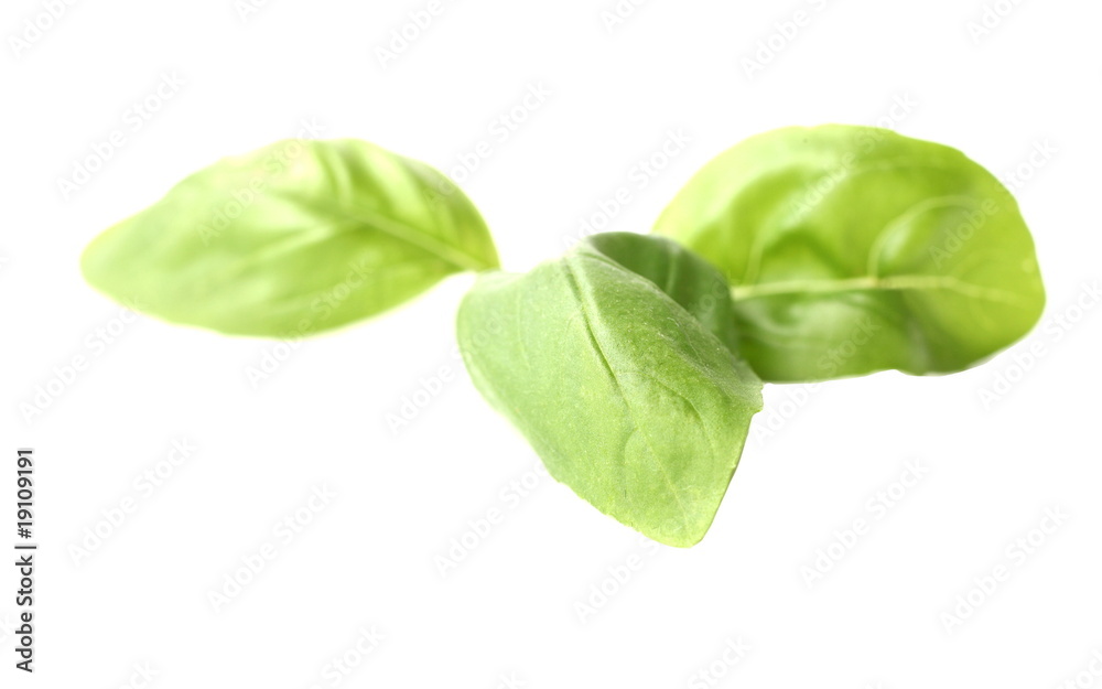 Fototapeta premium Fresh green basil isolated on white