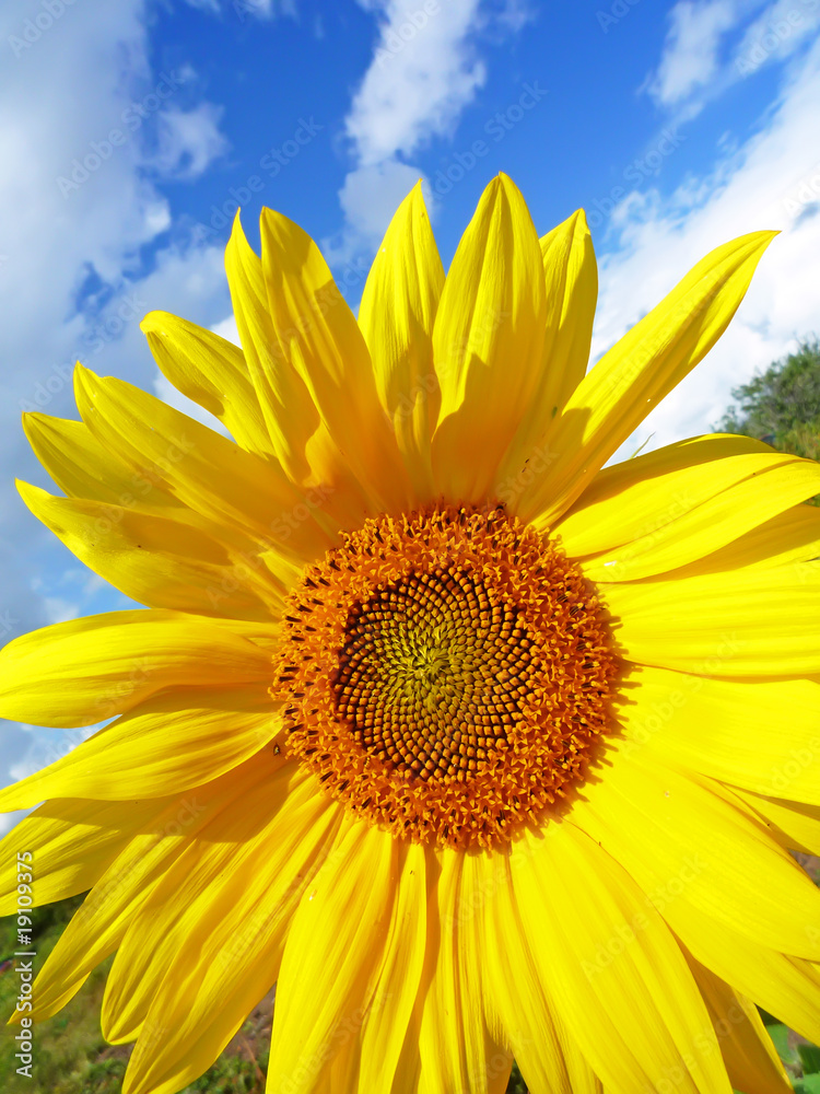 Solar flower in the sky Solar flower in the sky