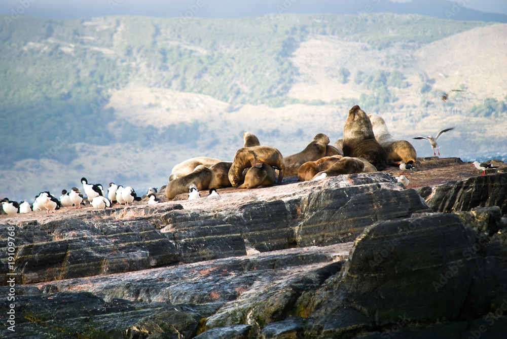 Fototapeta premium Lobos marinos