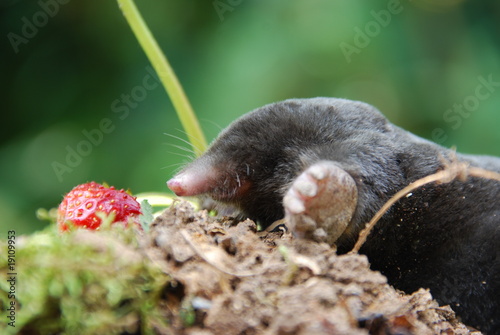 Maulwurf (Talpa europeae )