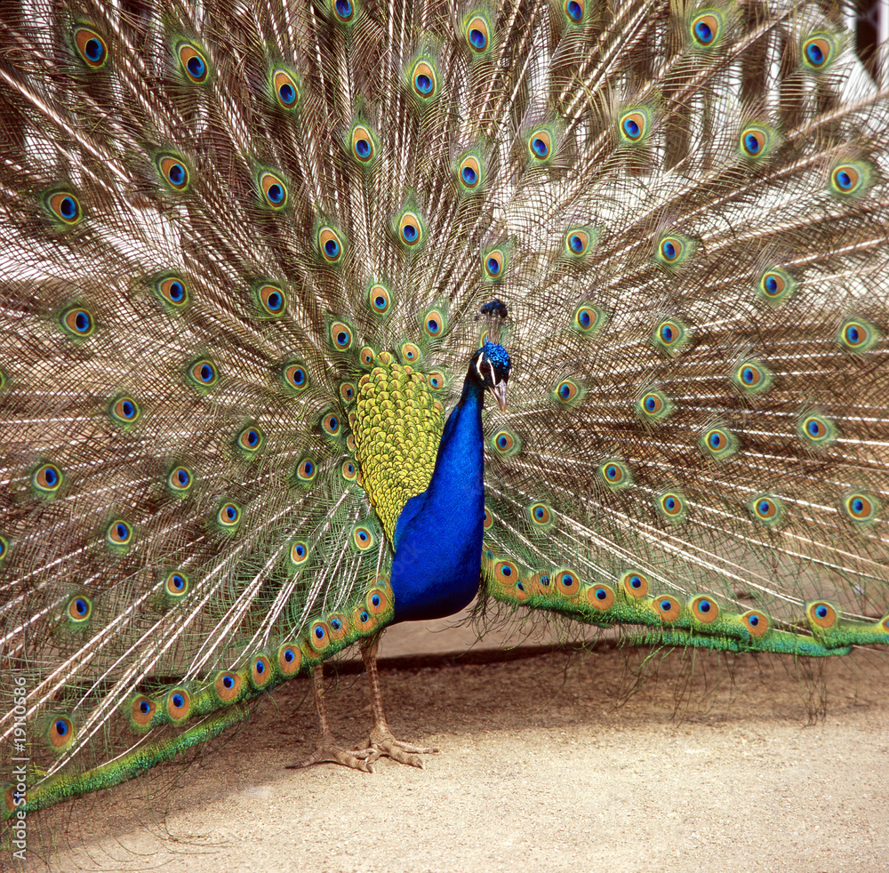 Naklejka premium Pfau_112550