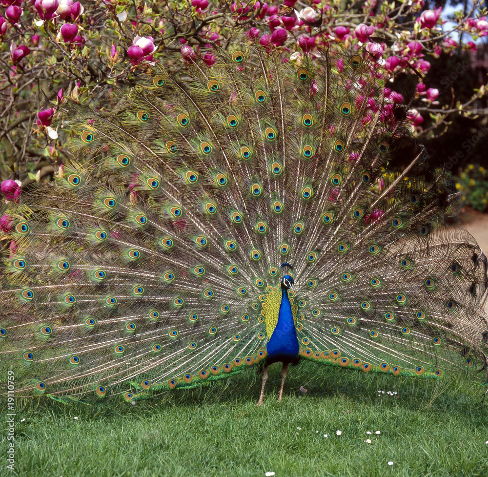 Obraz premium Pfau_112545