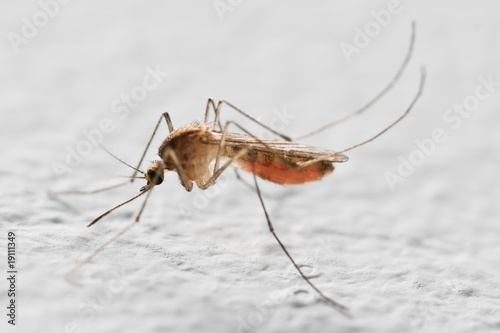 mosquito © Ivan Kmit