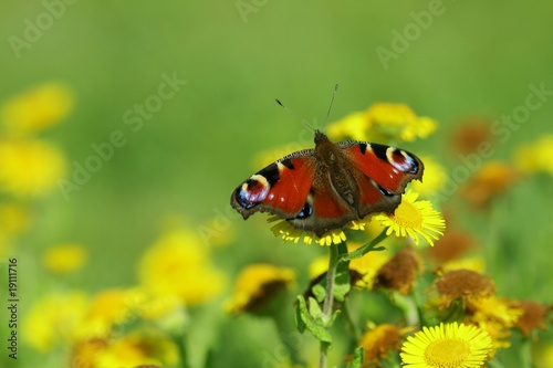 papillon paon du jour © laurent.D