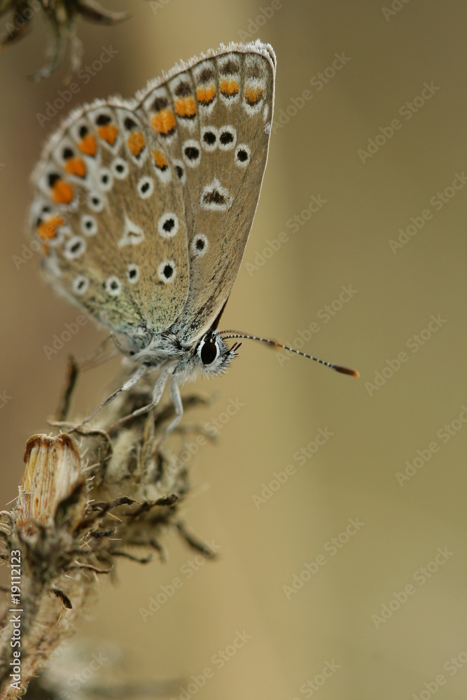 Obraz premium azuré